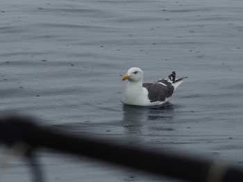 Black-tailed Gull 北海道積丹 Sun, 7/2/2023