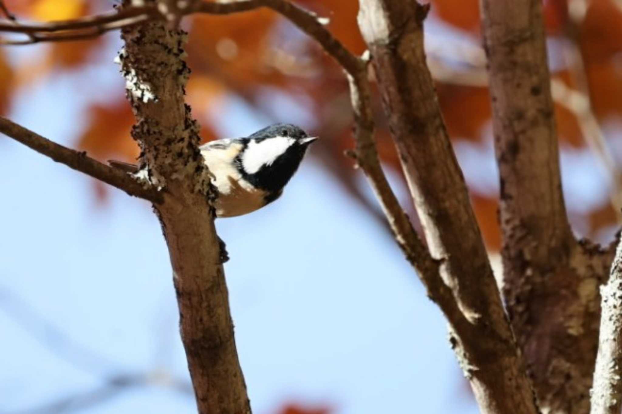 Photo of Coal Tit at Togakushi Forest Botanical Garden by カルル