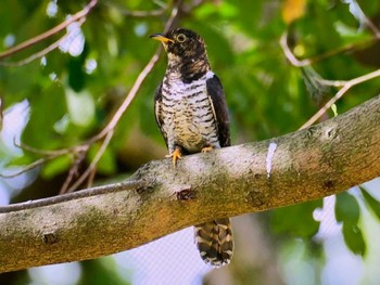 2023年10月25日(水) 水元公園の野鳥観察記録