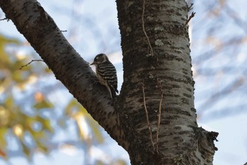 2023年10月22日(日) 印旛沼の野鳥観察記録