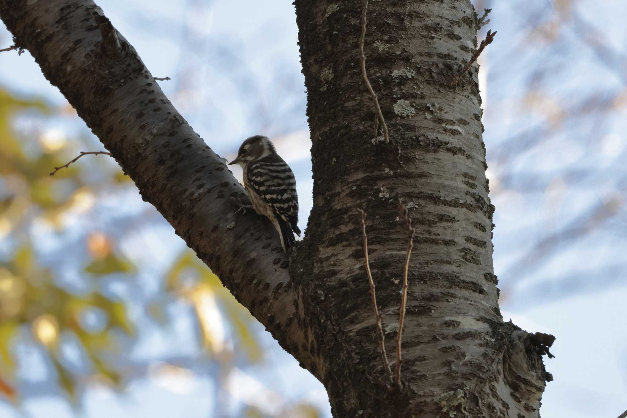 Photo of Japanese Pygmy Woodpecker at 印旛沼 by おさおさ