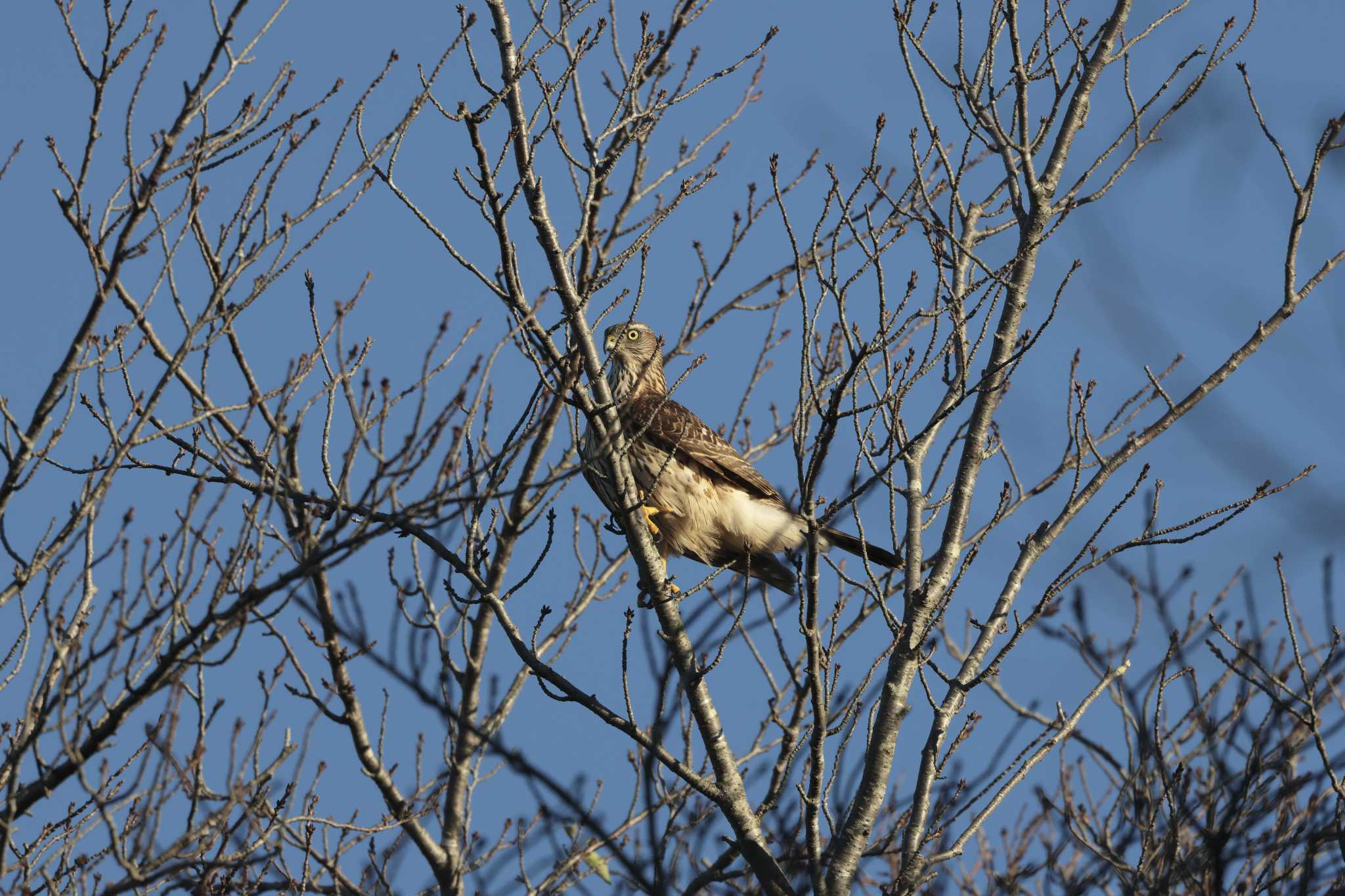 Photo of Eurasian Goshawk at 印旛沼 by おさおさ