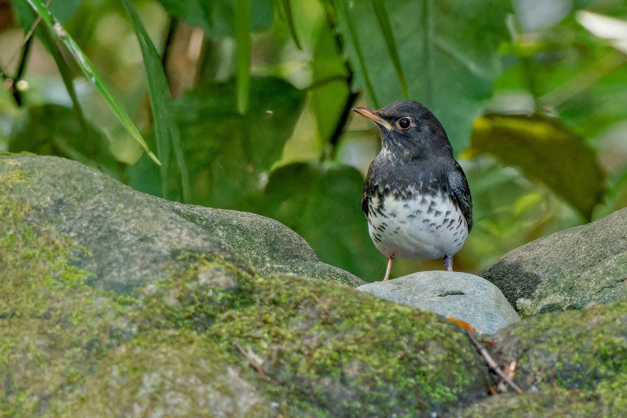 クロツグミ