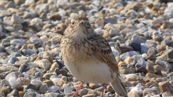 2023年10月25日(水) 平城宮跡の野鳥観察記録