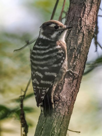 Japanese Pygmy Woodpecker 兵庫県西宮市 武庫川 Sun, 10/22/2023