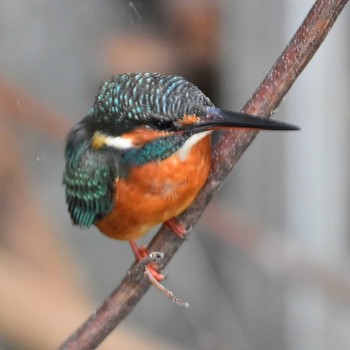 Common Kingfisher Kasai Rinkai Park Wed, 10/25/2023