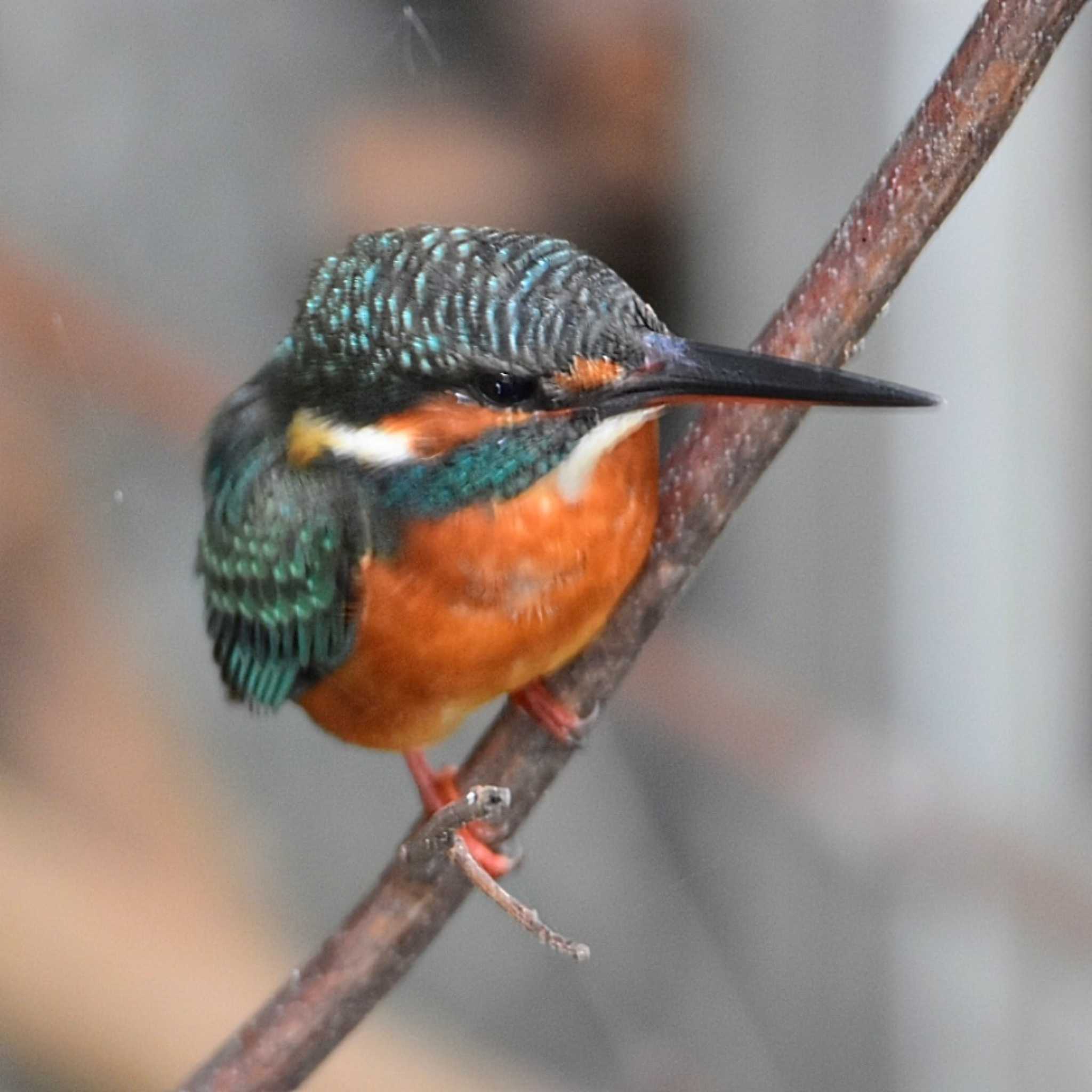 斜め上からカワセミ♀