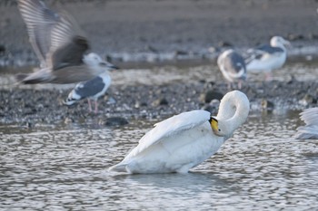 2023年10月24日(火) 落部川の野鳥観察記録