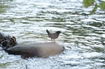 2023年10月24日(火) 北海道 茅部郡 森町の野鳥観察記録