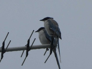 2018年9月29日(土) 恩田川(高瀬橋付近)の野鳥観察記録