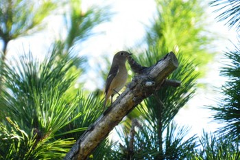 ジョウビタキ 大阪南港野鳥園 2023年10月22日(日)