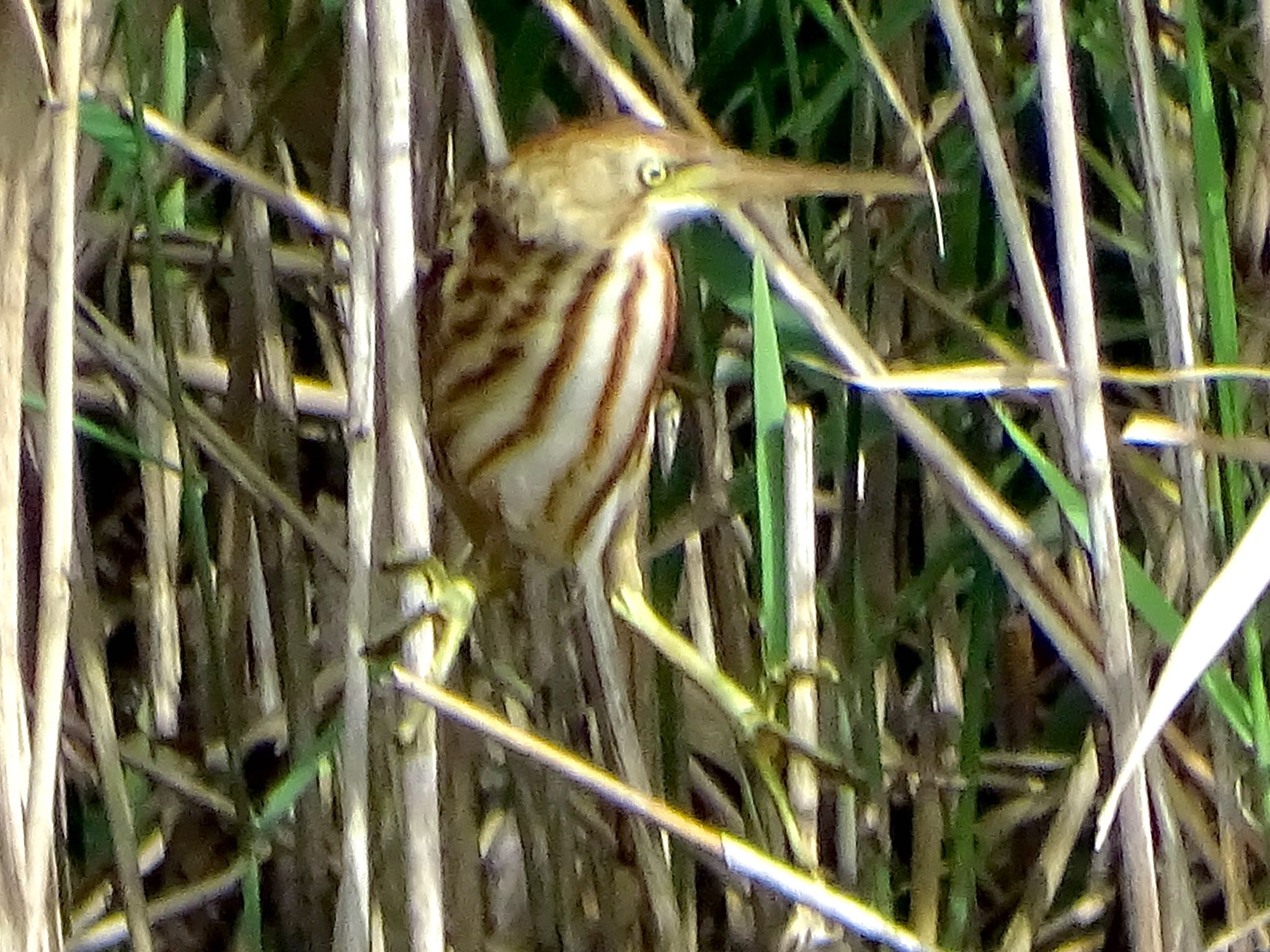 Photo of Yellow Bittern at Maioka Park by KAWASEMIぴー