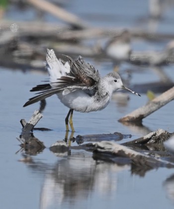 Marsh Sandpiper Unknown Spots Sun, 10/22/2023