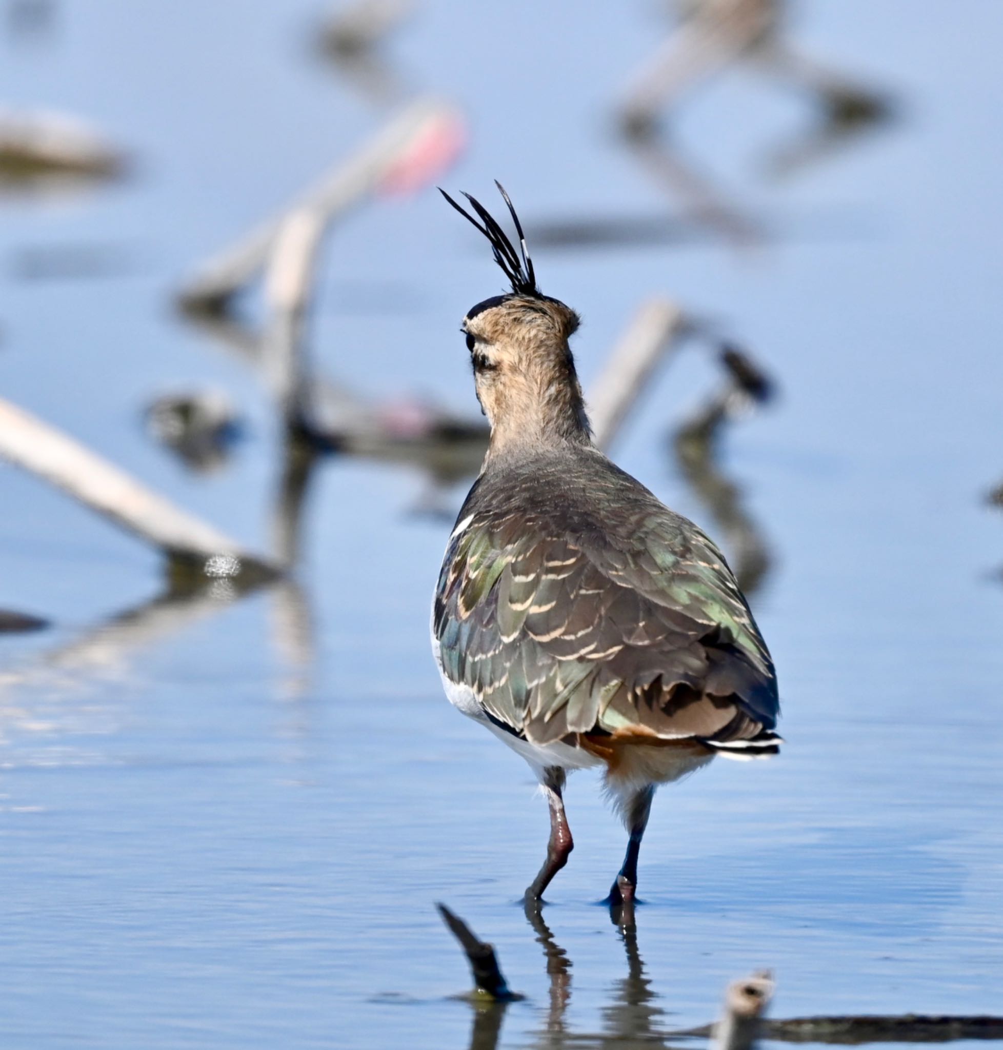 Photo of Northern Lapwing at  by YURIKAMOME5513