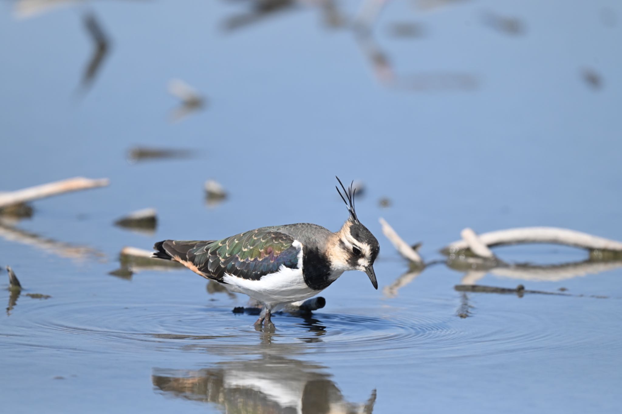 Photo of Northern Lapwing at  by YURIKAMOME5513
