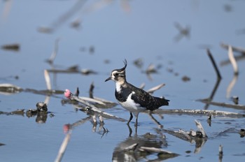 Northern Lapwing Unknown Spots Sun, 10/22/2023