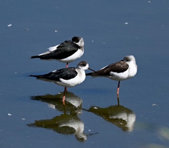 Black-winged Stilt Unknown Spots Sun, 10/22/2023