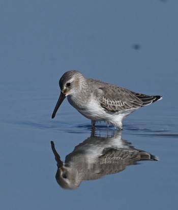 Dunlin Unknown Spots Sun, 10/22/2023