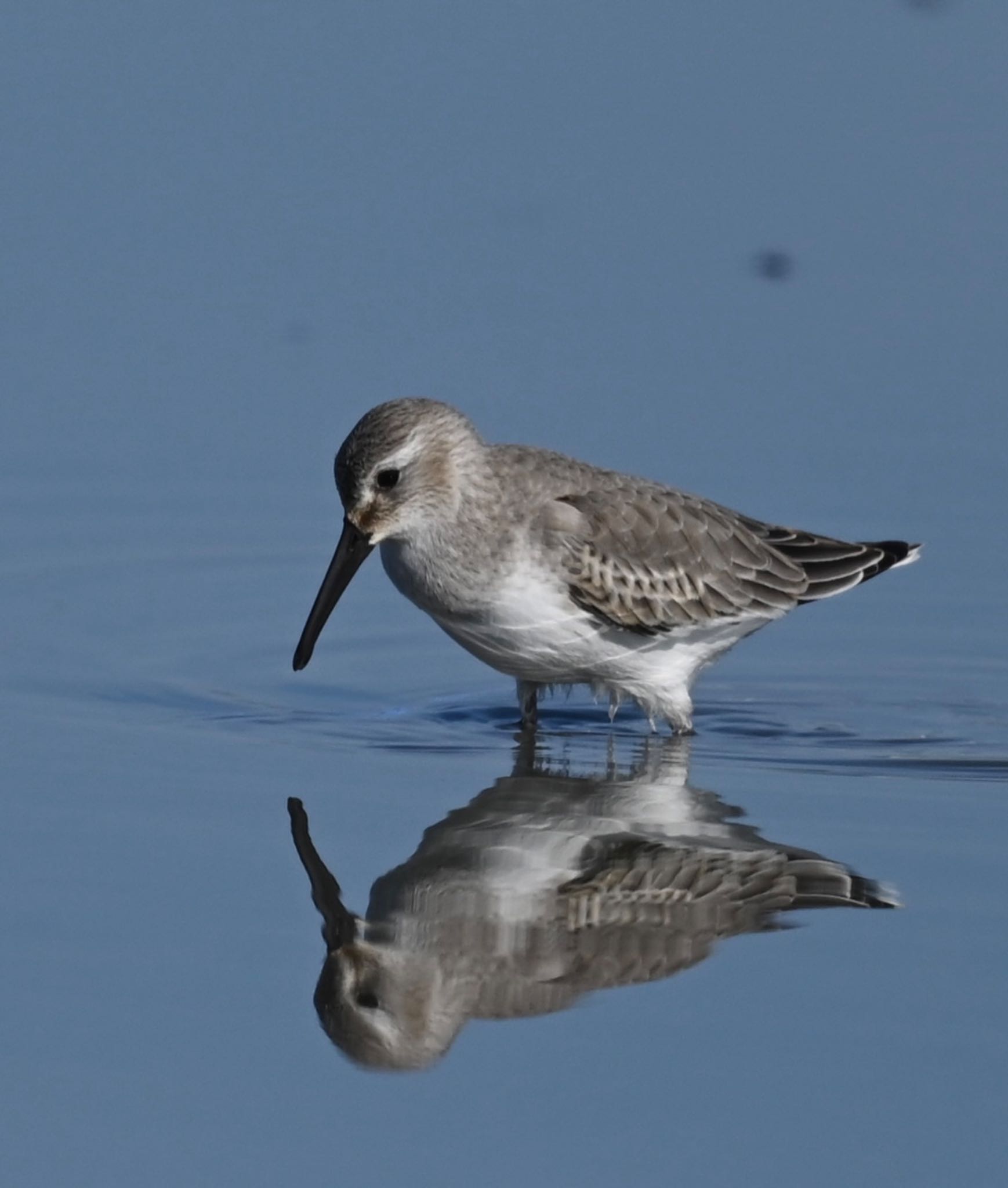 Photo of Dunlin at  by YURIKAMOME5513