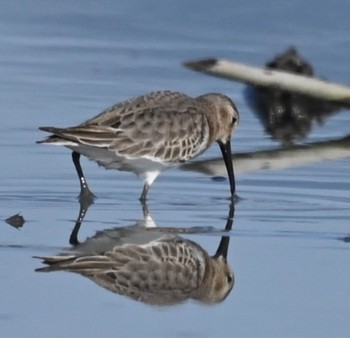 Dunlin Unknown Spots Sun, 10/22/2023