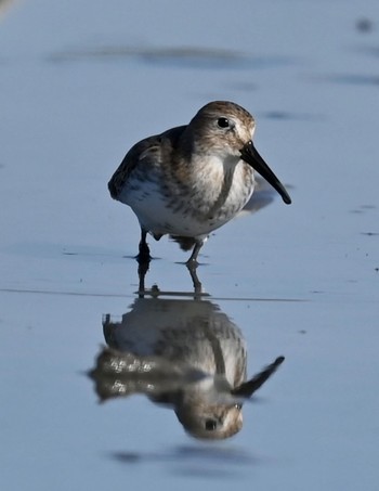 Dunlin Unknown Spots Sun, 10/22/2023