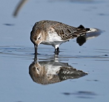 Dunlin Unknown Spots Sun, 10/22/2023