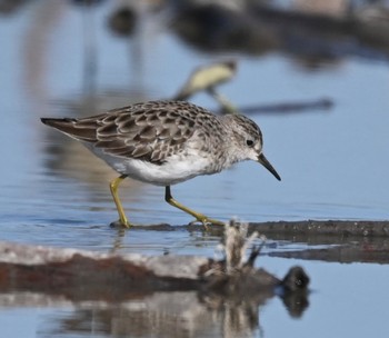 Long-toed Stint Unknown Spots Sun, 10/22/2023