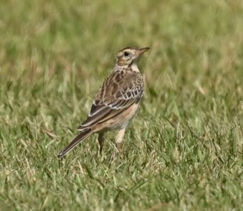 Richard's Pipit Unknown Spots Fri, 10/6/2023