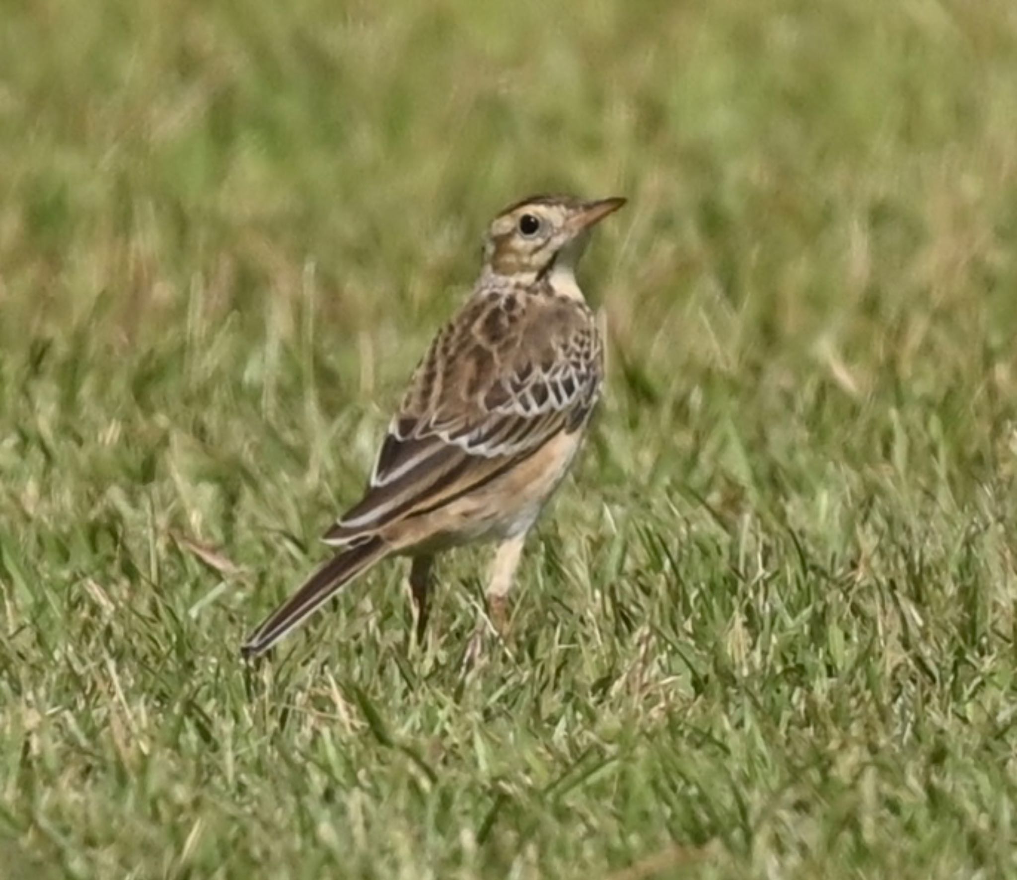 Photo of Richard's Pipit at  by YURIKAMOME5513