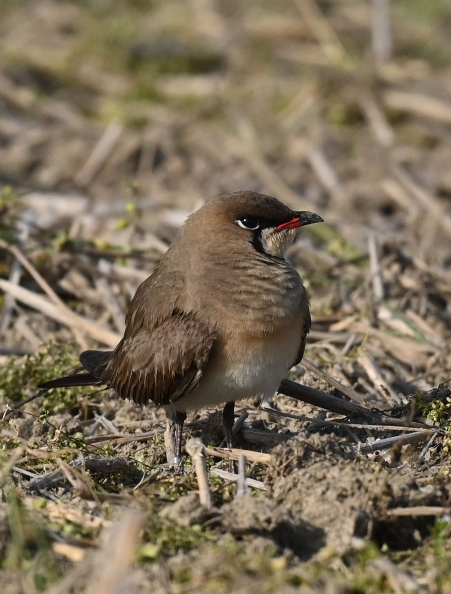Photo of Oriental Pratincole at  by YURIKAMOME5513