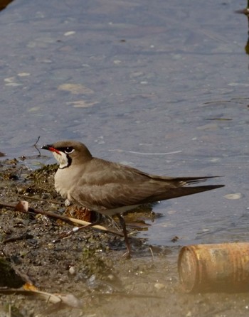 Oriental Pratincole Unknown Spots Unknown Date