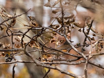 Wed, 10/25/2023 Birding report at Togakushi Forest Botanical Garden