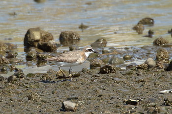 Siberian Sand Plover Unknown Spots Thu, 8/30/2018