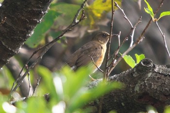 Wed, 10/25/2023 Birding report at 池子の森自然公園