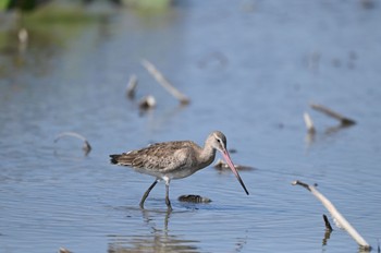 Black-tailed Godwit Unknown Spots Sun, 10/22/2023