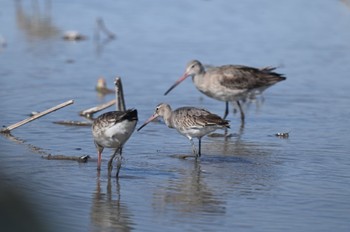 Black-tailed Godwit Unknown Spots Sun, 10/22/2023