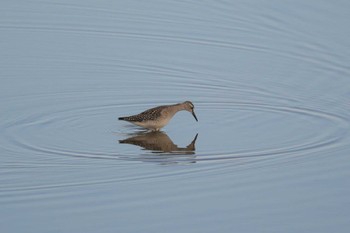 Wood Sandpiper いしかり調整池(石狩調整池) Sat, 9/2/2023