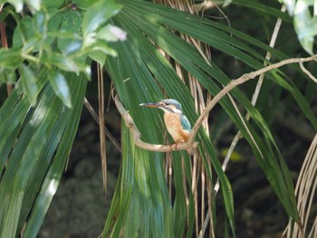 2023年8月13日(日) 栗林公園の野鳥観察記録