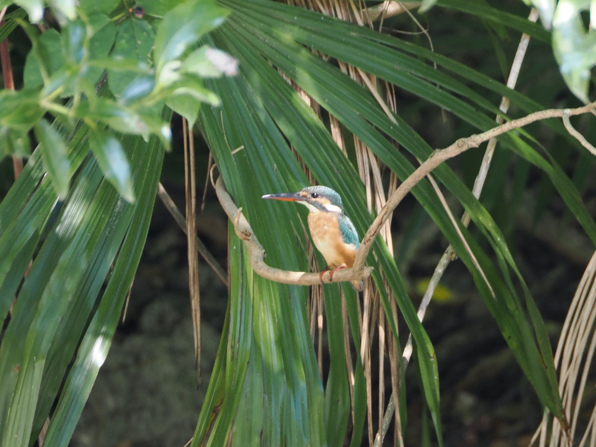 Common Kingfisher