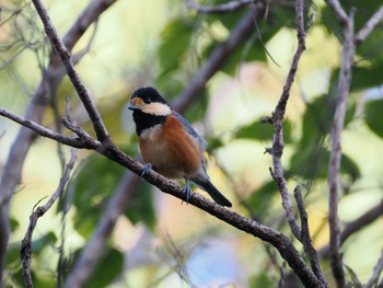 Varied Tit Rokuha Park Sat, 10/21/2023