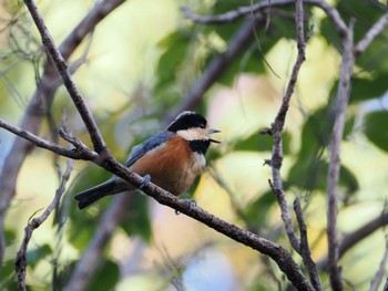 Varied Tit Rokuha Park Sat, 10/21/2023