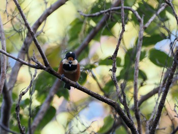 Varied Tit Rokuha Park Sat, 10/21/2023