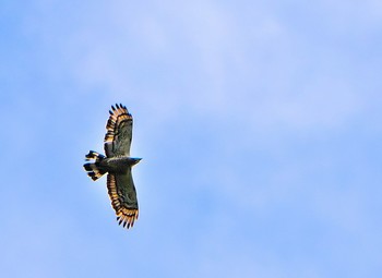 Crested Honey Buzzard Shirakaba-touge Sun, 9/16/2018