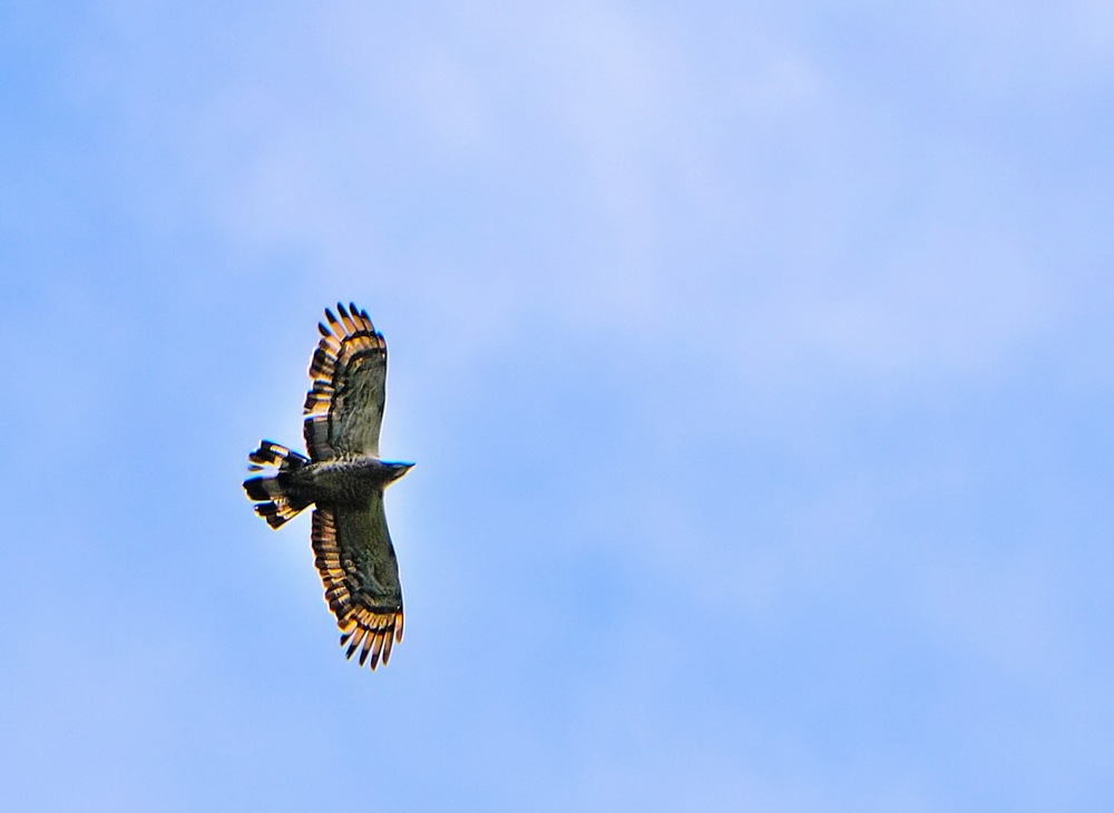 Photo of Crested Honey Buzzard at Shirakaba-touge by kenek