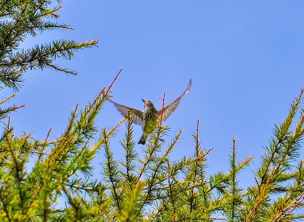 Grey-streaked Flycatcher