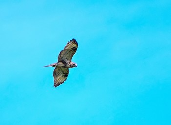 Eastern Buzzard Shirakaba-touge Sun, 9/16/2018