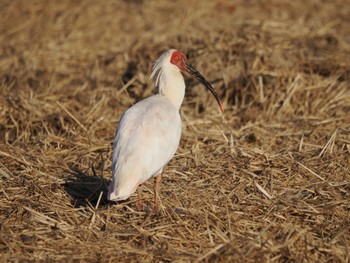 2023年10月13日(金) 佐渡島の野鳥観察記録