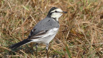 White Wagtail 平城宮跡 Wed, 10/25/2023
