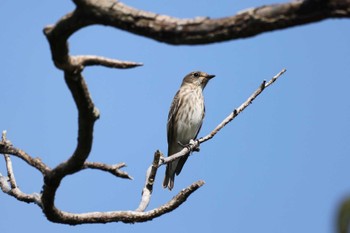 Grey-streaked Flycatcher 東高根公園 Sat, 10/14/2023