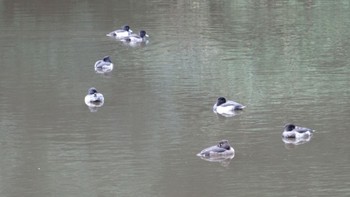 キンクロハジロ 都筑中央公園 2023年10月25日(水)